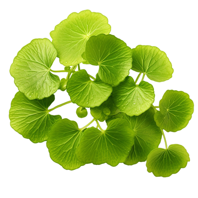 Centella asiatica_resultat