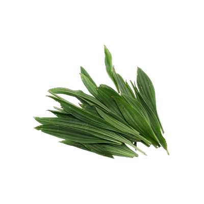 Plantain Lancéolé_resultat