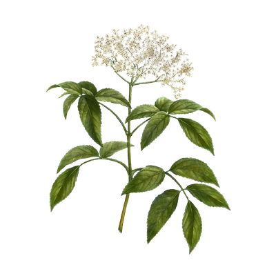 Reines de près_resultat