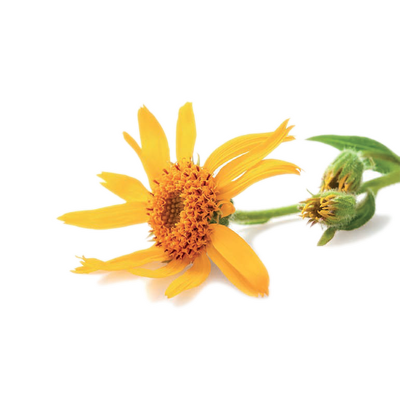 arnica montana_resultat