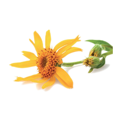 arnica montana_resultat