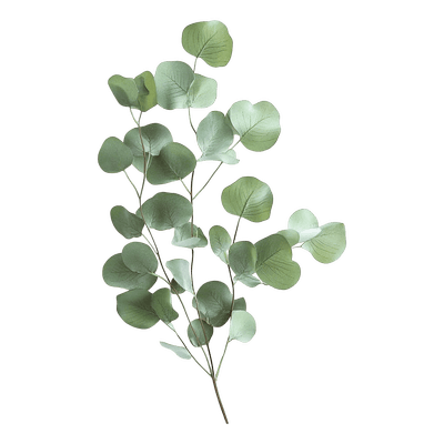 extrait d_eucalyptus_resultat