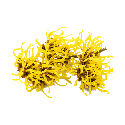 hamamelis virginiana_resultat