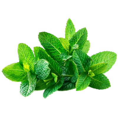 huile de Menthe poivrée_resultat