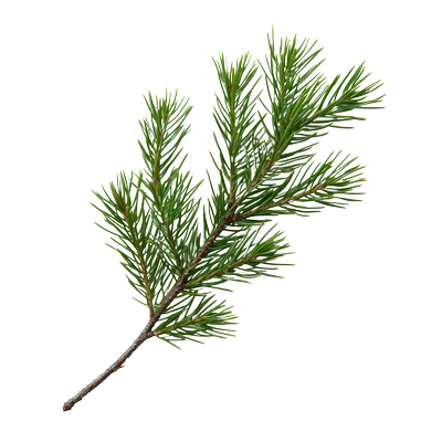 pinus pumilio leaf_resultat