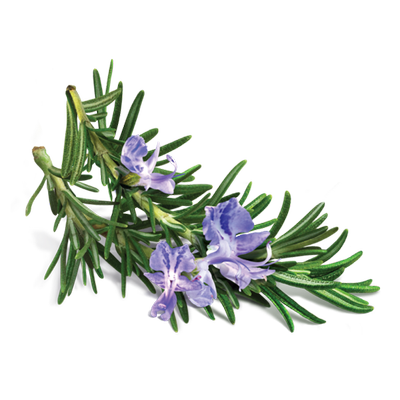 rosmarinus officinalis_resultat