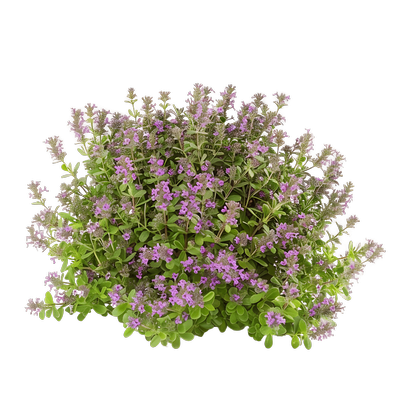 thymus vulgaris_resultat
